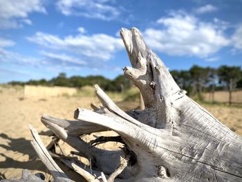 driftwood