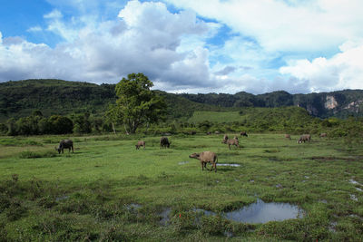 Buffaloes on the farmlands againt sky