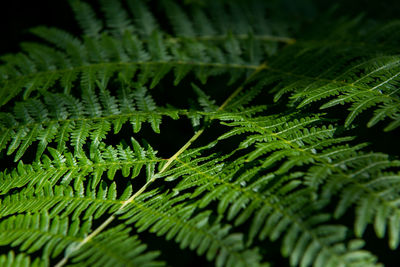 Close-up of fern leaves