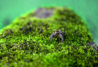 Close-up of caterpillar on grass