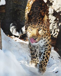 Cheetah walking on snow