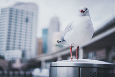 Close-up of seagull perching outdoors