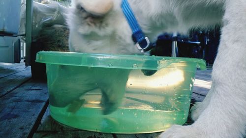 domestic animals
