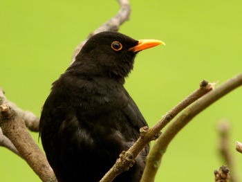 Close-up of bird perching on branch