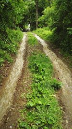 Dirt road passing through forest