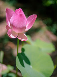 Close-up of pink lotus water lily