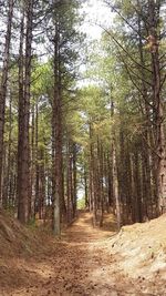 Trees in forest