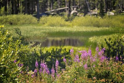 Purple flowers blooming in garden