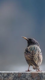 Close-up of bird perching on retaining wall against sky