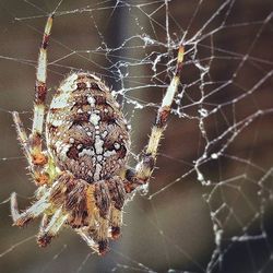 Close-up of spider web