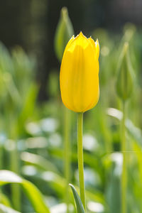 Close-up of yellow flowering plant on field