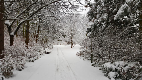 Snow covered road along bare trees