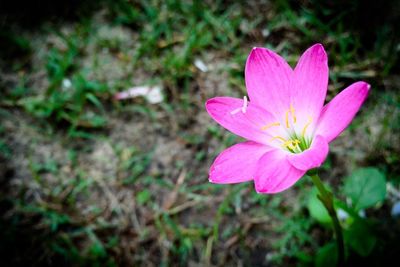 Close-up of pink flower