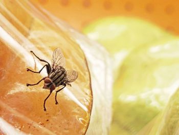 Close-up of fly on sealed fruit