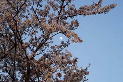 Low angle view of cherry tree against blue sky