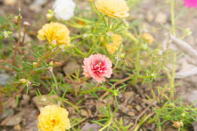 Close-up of pink flowering plant