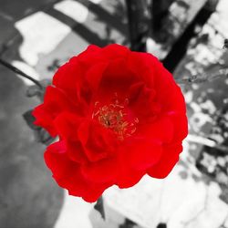 Close-up of red flowers