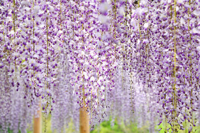 Close-up of purple flowering plants