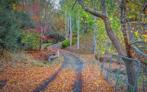 View of trees in forest