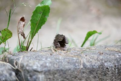 Close-up of lizard on rock