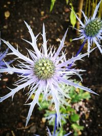 Close-up of purple flowers blooming outdoors