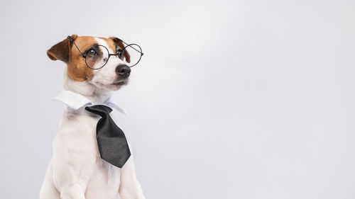 Close-up of a dog over white background