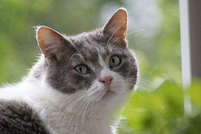 Close-up portrait of cat