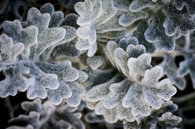 Close-up of snowflakes on snow