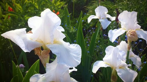 Close-up of white flowers blooming outdoors