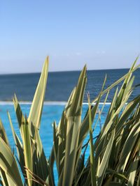 Scenic view of sea against clear sky