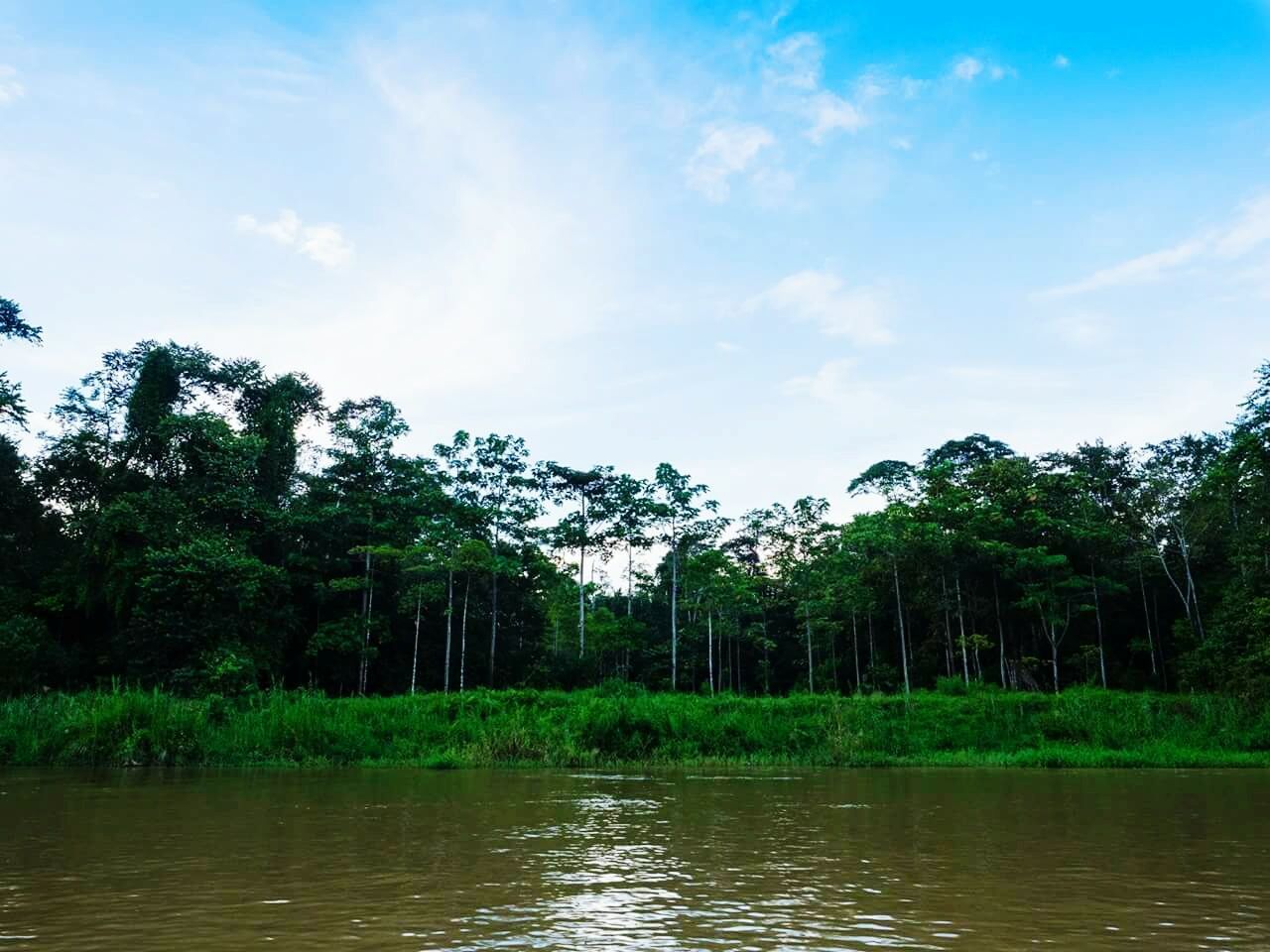 tree, water, waterfront, sky, tranquility, tranquil scene, scenics, beauty in nature, lake, nature, river, growth, cloud - sky, cloud, idyllic, day, green color, reflection, outdoors, forest