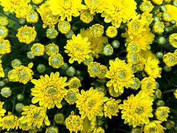 High angle view of yellow flowering plants