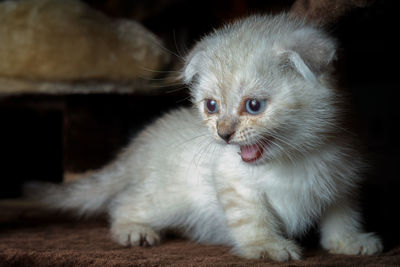 Close-up of kitten