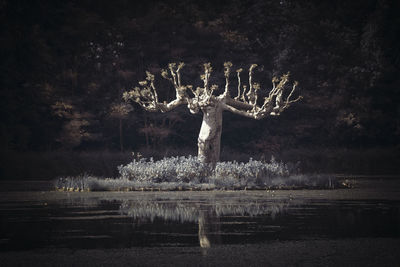 Scenic view of lake against trees at night