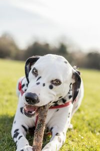 Close-up portrait of dog on field