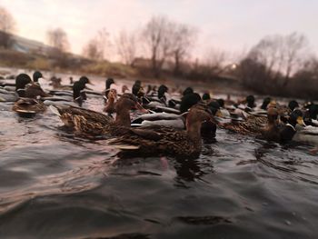 Ducks swimming in lake