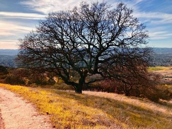 Trees on field against sky