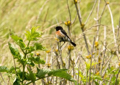 Close-up of bird perching on a plant