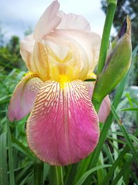 Close-up of day lily blooming outdoors