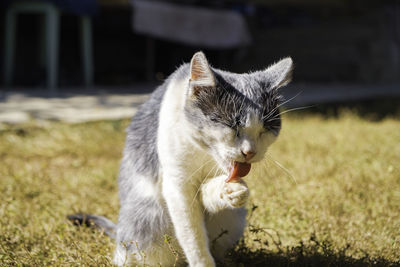 Close-up of a cat licking its paw