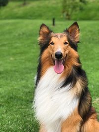 Close-up of a dog on field