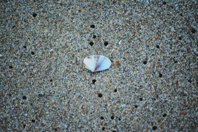 High angle view of seashell on beach