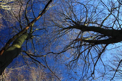 Low angle view of bare tree against sky