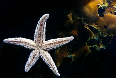 Close-up of starfish at aquarium