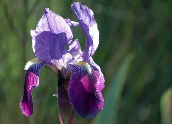 Close-up of purple flowers blooming