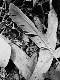 Close-up of dry leaves on field