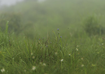 Surface level of grassy field