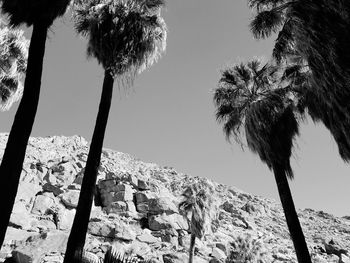 Low angle view of palm trees against clear sky