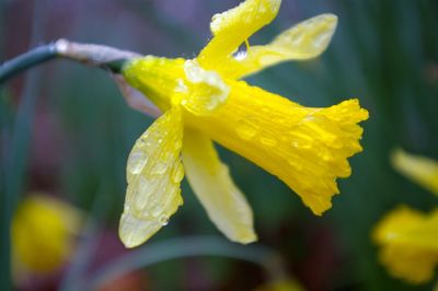 Close-up of yellow flower
