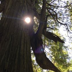 Low angle view of trees